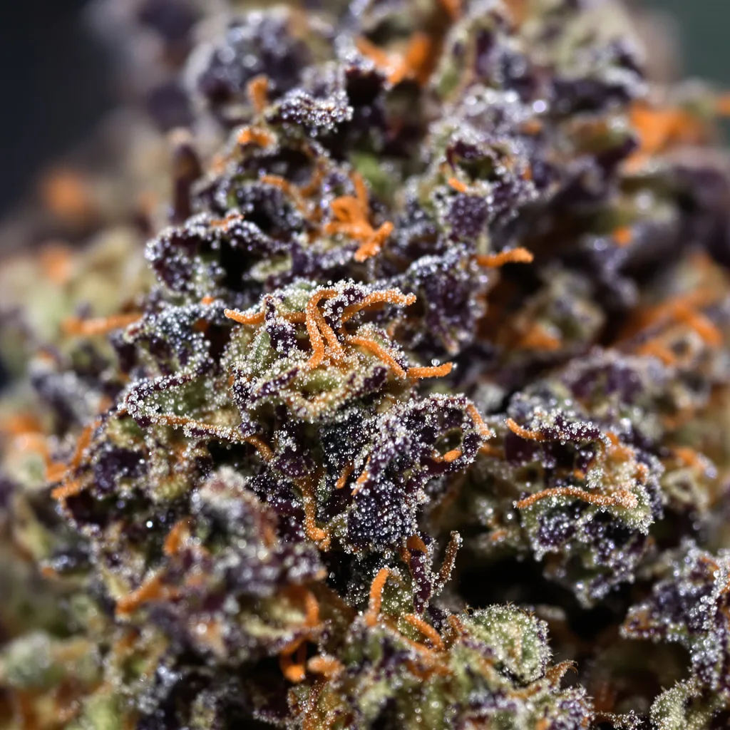 Primer plano de cogollo de cannabis Hindu Kush mostrando cálices densos con tonos morados