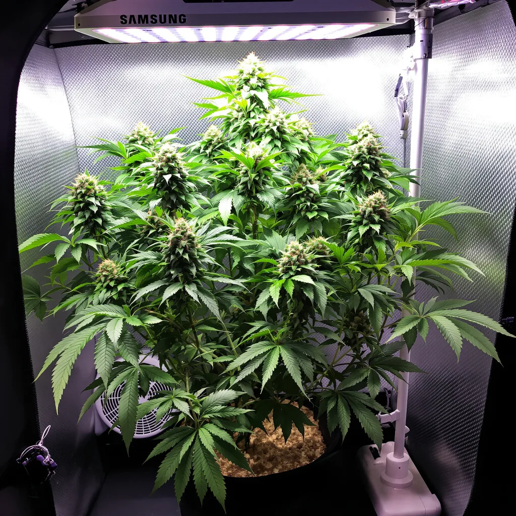 Planta de cannabis Hindu Skunk en fase de floración — 90-130 cm feminizada