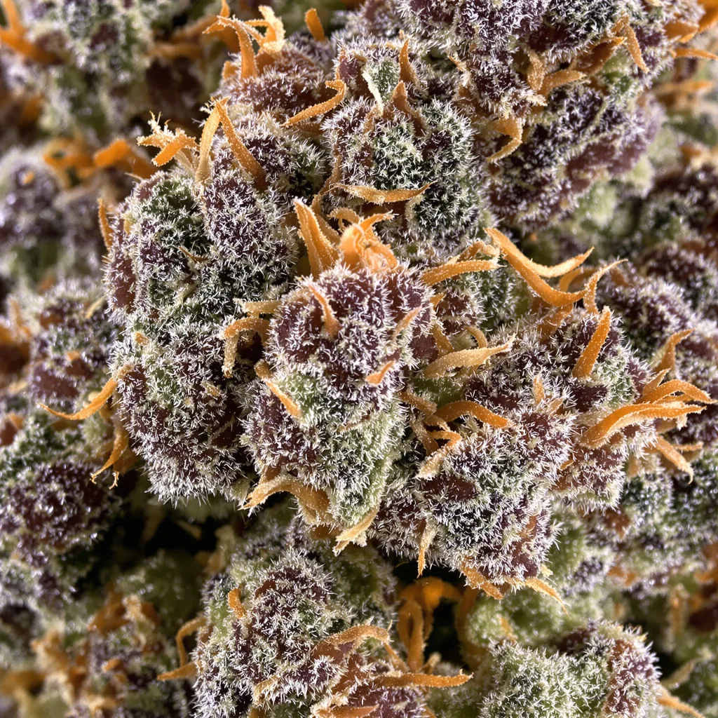 Primer plano de cogollo de cannabis Hindu Skunk mostrando cálices densos con tonos morados