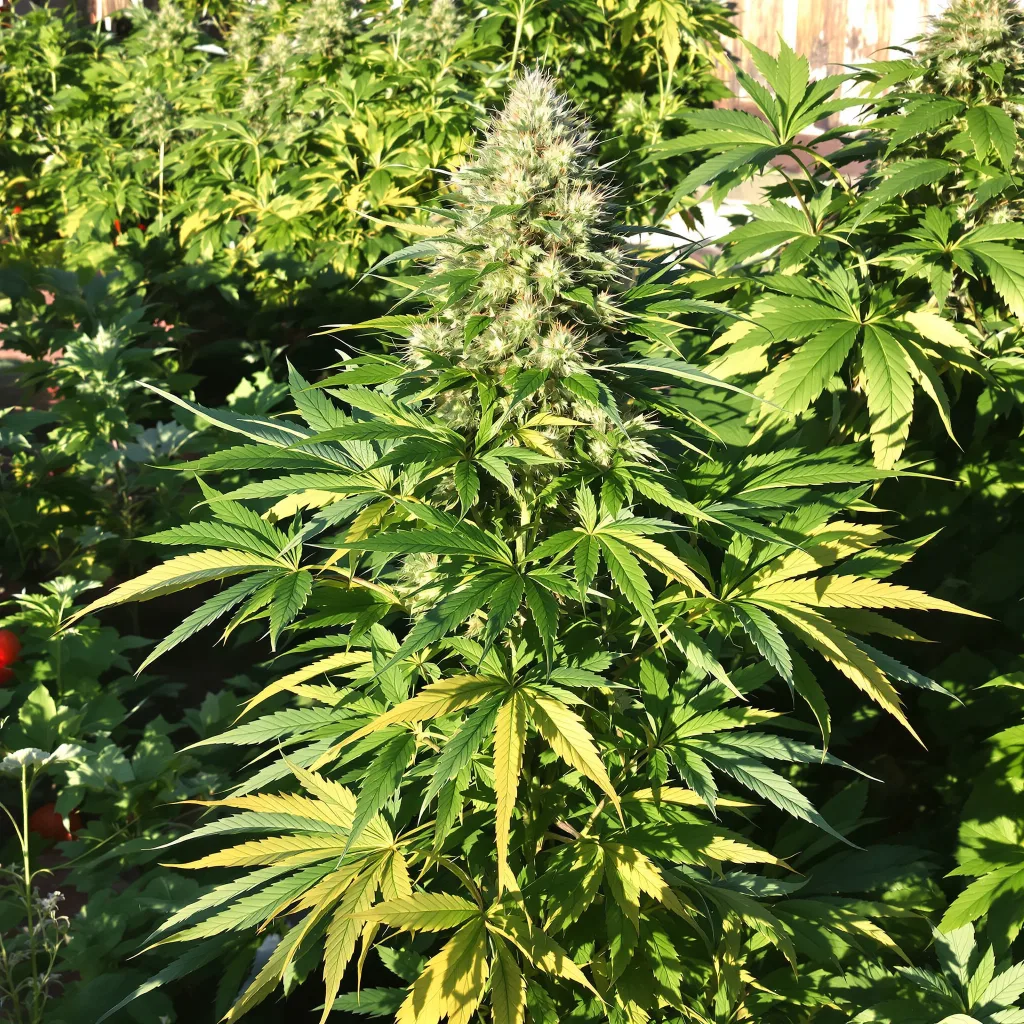 Hog's Breath 66% indica / 34% sativa — flor con tricomas visibles