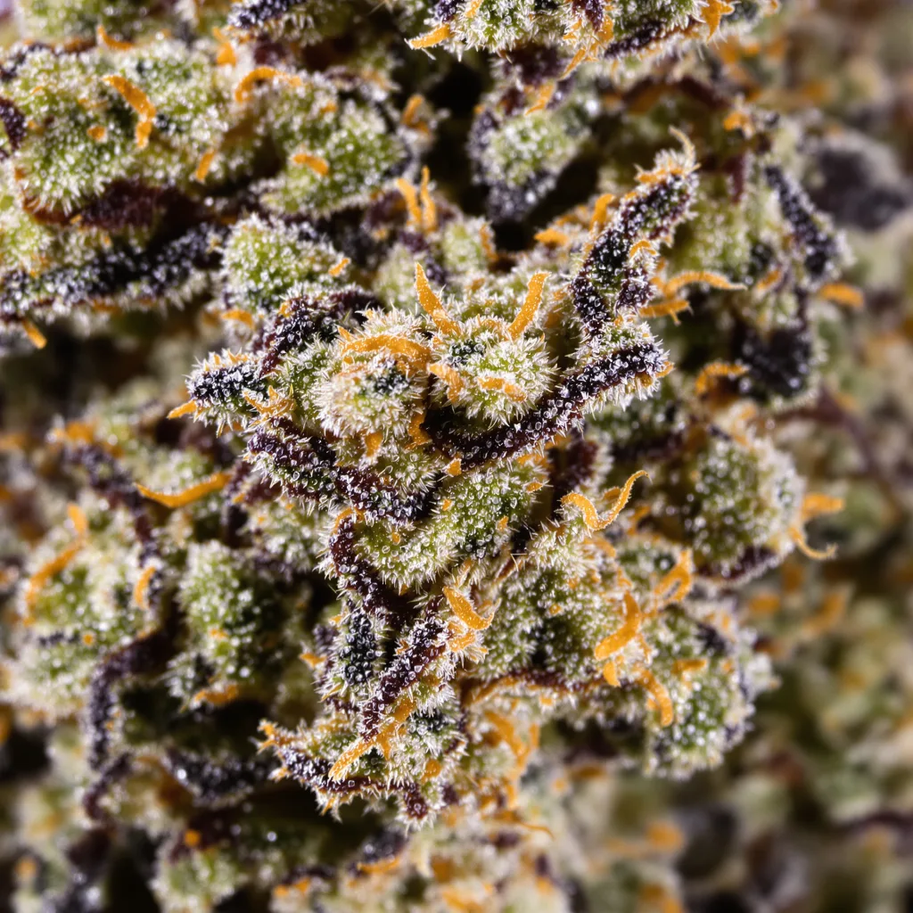Primer plano de cogollo de cannabis Honey Banana mostrando cálices densos con tonos morados