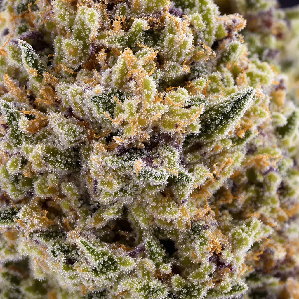 Primer plano de cogollo de cannabis Huckleberry mostrando estructura equilibrada con tricomas escarchados