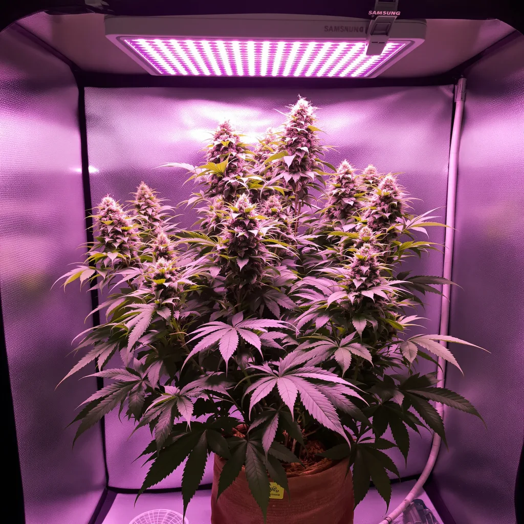 Planta de cannabis Humboldt Dream en fase de floración — 60-100 cm autofloración