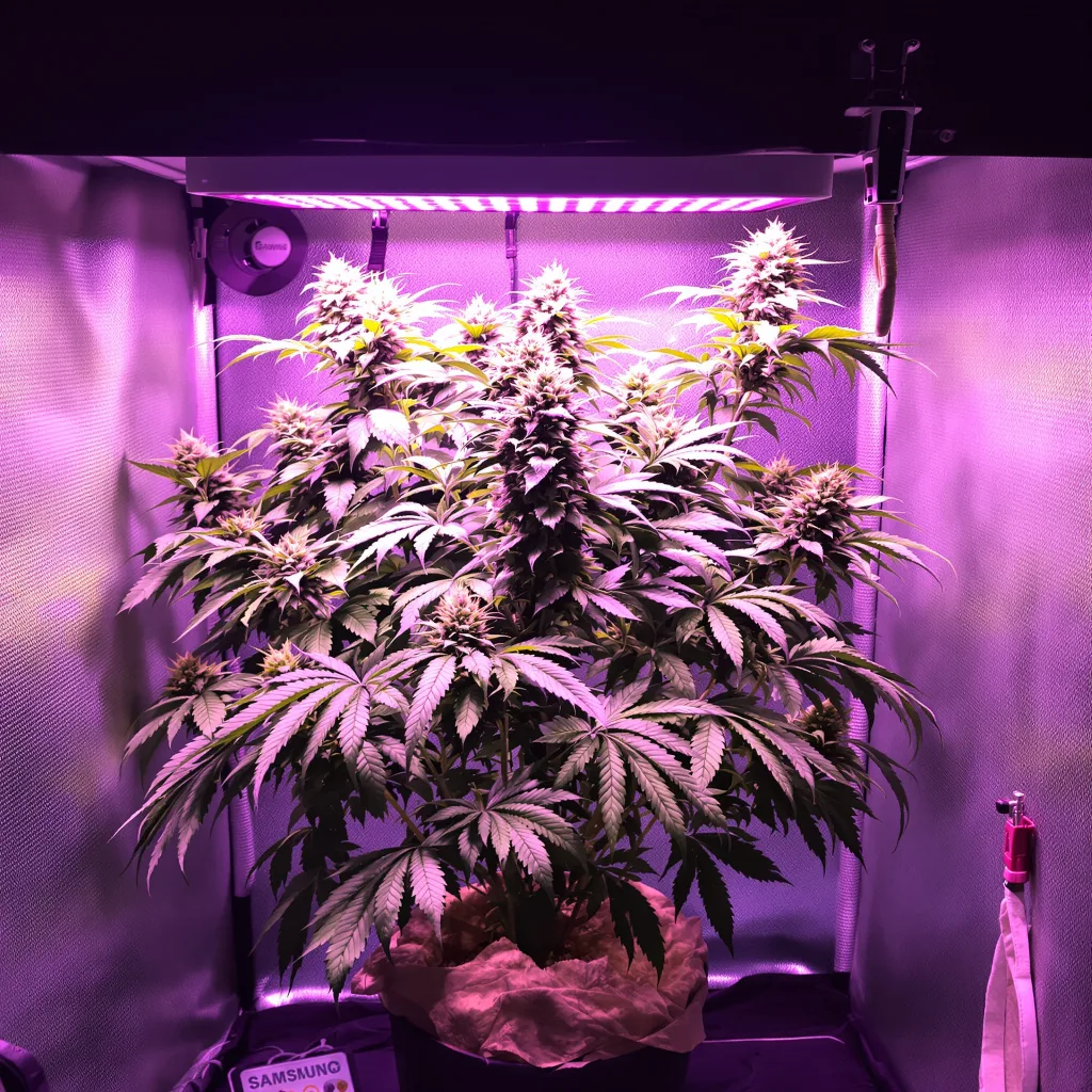 Planta de cannabis Humboldt Dream en fase de floración — 90-130 cm feminizada