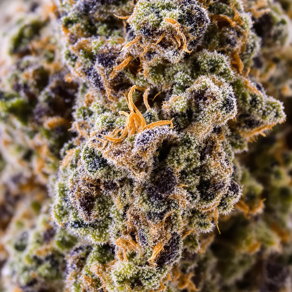 Primer plano de cogollo de cannabis Humboldt Dream mostrando cálices densos con tonos morados