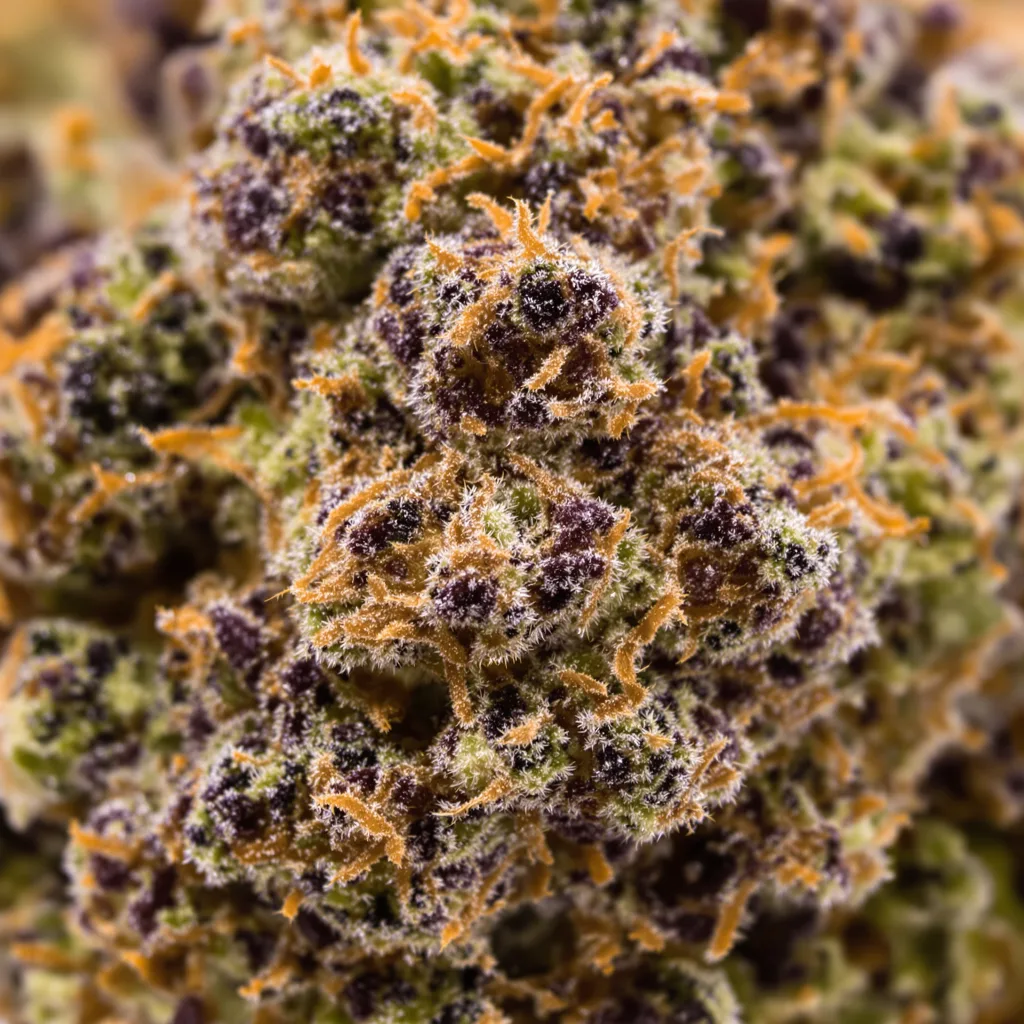 Primer plano de cogollo de cannabis I-95 mostrando cálices densos con tonos morados