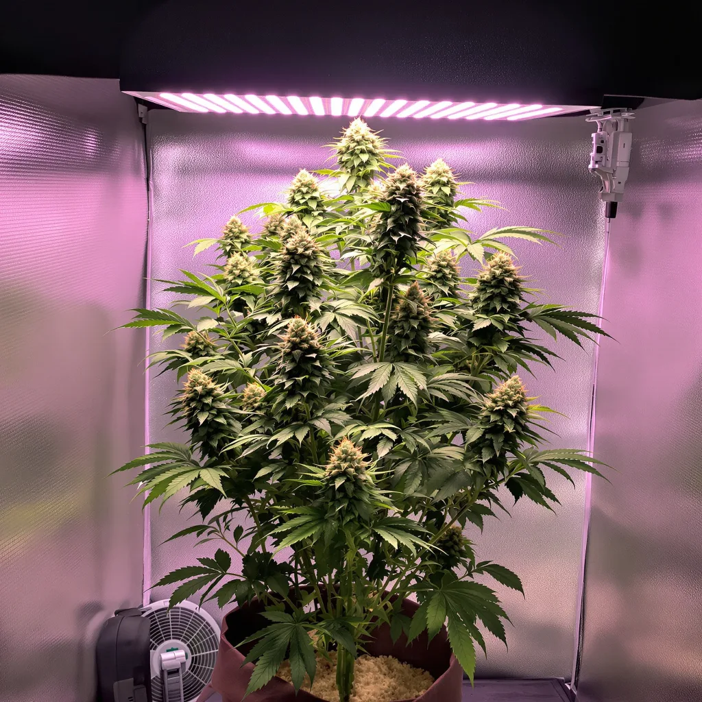 Planta de cannabis Ice Cream en fase de floración — 120-180 cm feminizada