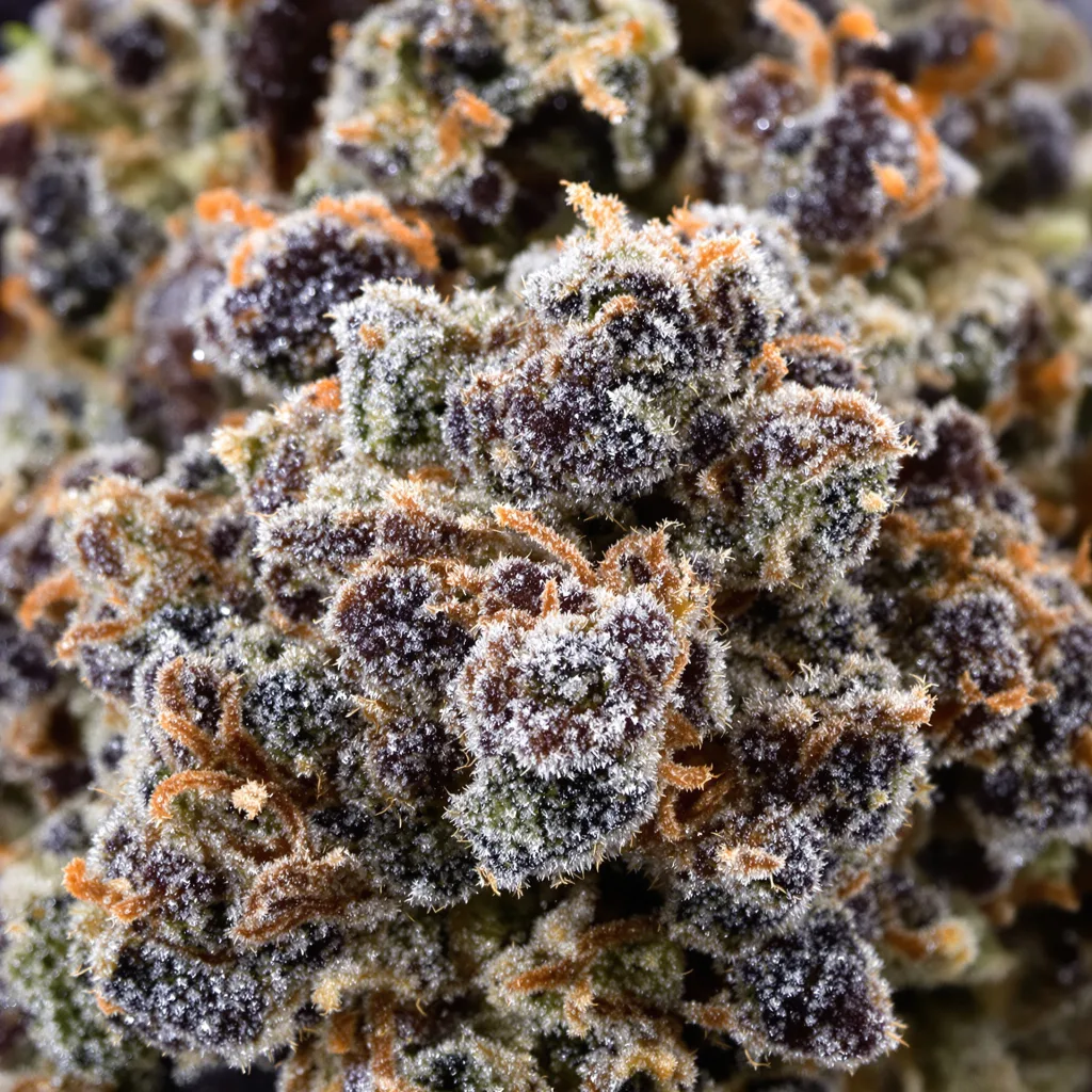 Primer plano de cogollo de cannabis Iced Widow mostrando cálices densos con tonos morados