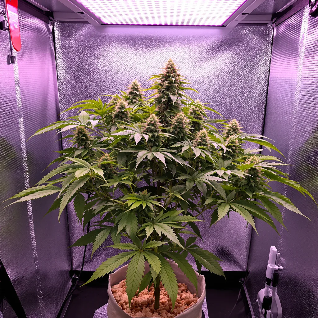 Planta de cannabis Illuminati en fase de floración — 90-130 cm feminizada