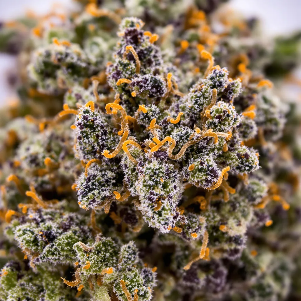 Primer plano de cogollo de cannabis Illuminati mostrando cálices densos con tonos morados