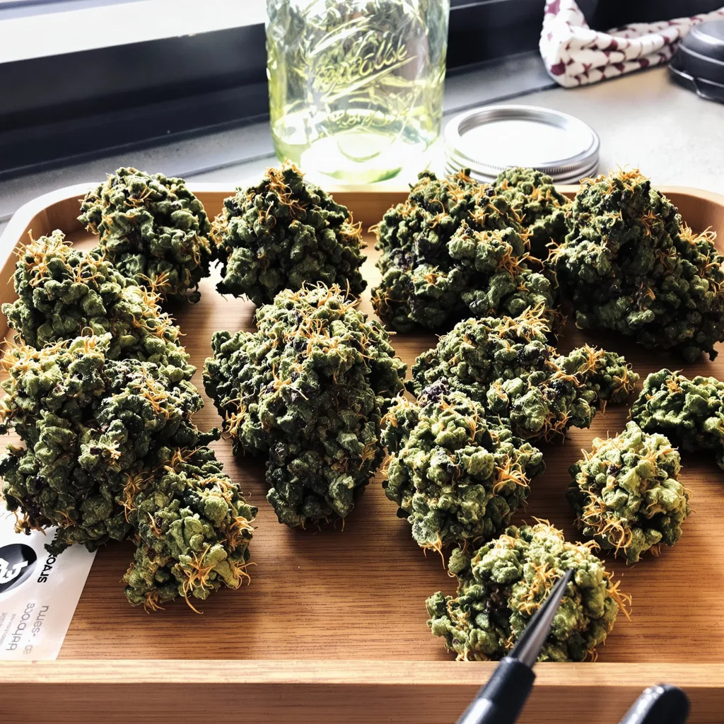 Illuminati OG 80% indica / 20% sativa — flor con tricomas visibles