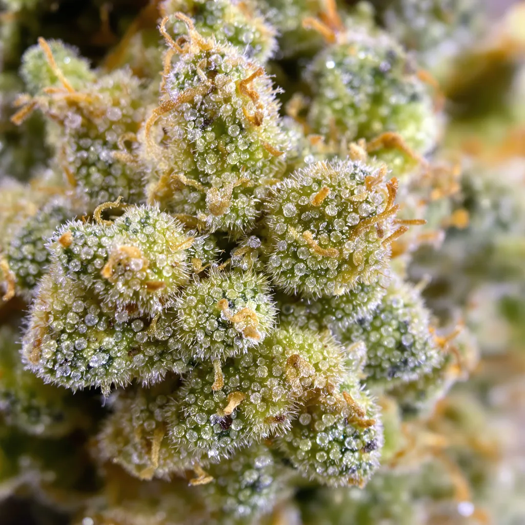 Primer plano de cogollo de cannabis Island Sweet Skunk mostrando estructura aireada verde lima