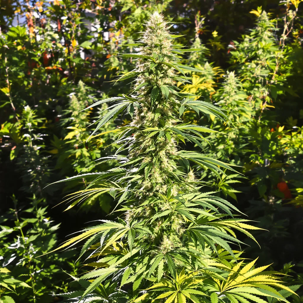 Island Sweet Skunk 25% indica / 75% sativa — flor con tricomas visibles