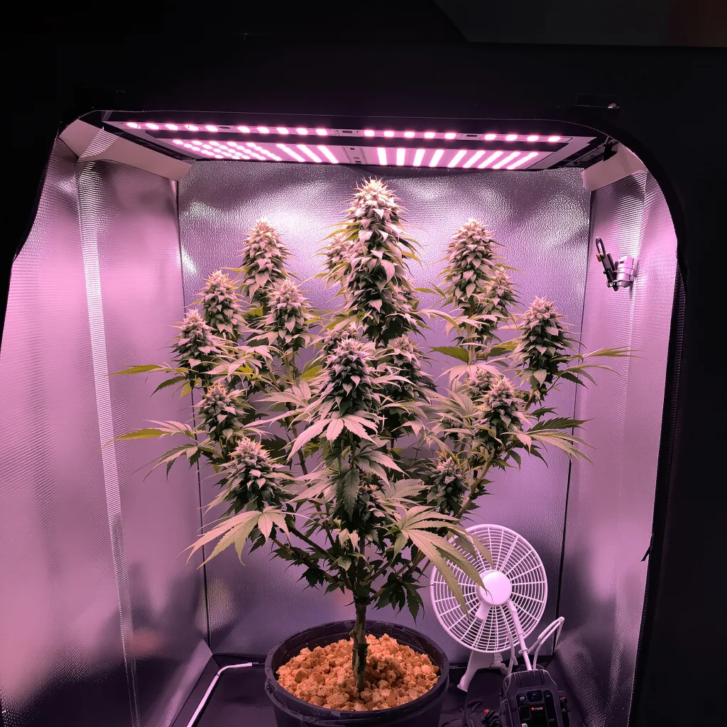 Planta de cannabis Jack Flash en fase de floración — 120-180 cm feminizada