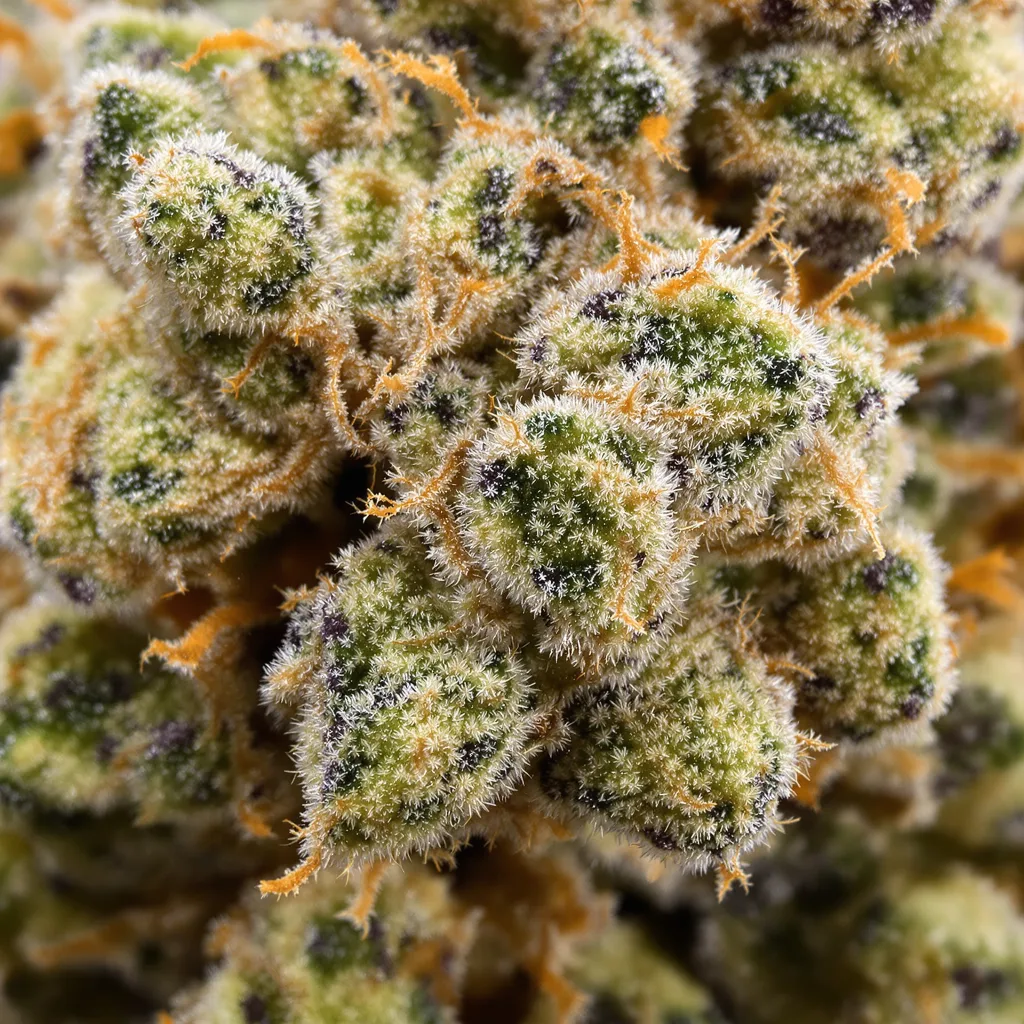 Primer plano de cogollo de cannabis Jack Flash mostrando cogollos densos verde bosque