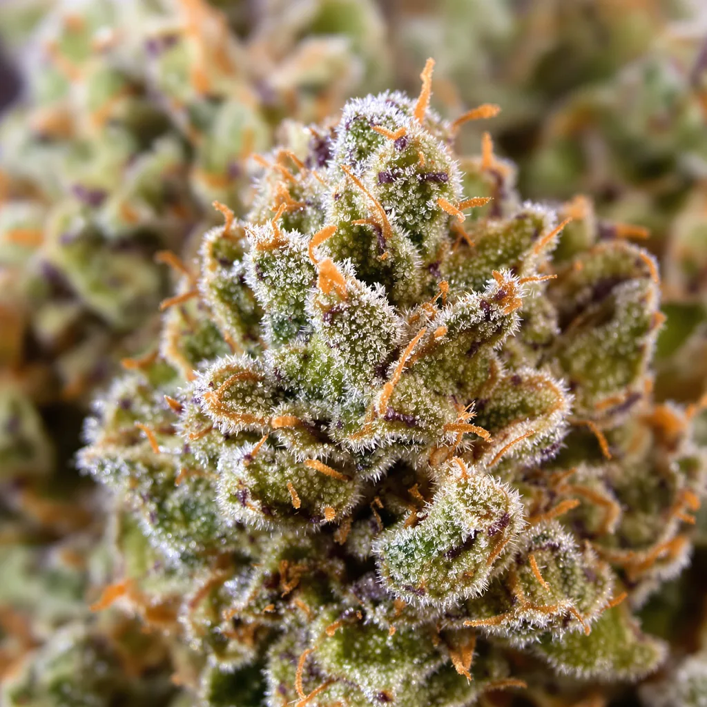 Primer plano de cogollo de cannabis Jack Herer mostrando estructura equilibrada con tricomas escarchados