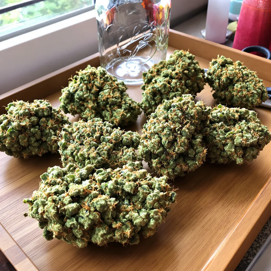 Jack Skellington 25% indica / 75% sativa — flor con tricomas visibles