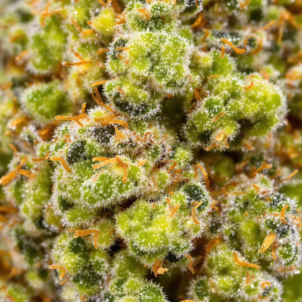 Primer plano de cogollo de cannabis Jack the Ripper mostrando estructura aireada verde lima
