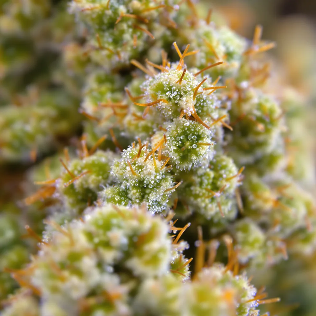 Primer plano de cogollo de cannabis Jamaican Dream mostrando estructura aireada verde lima