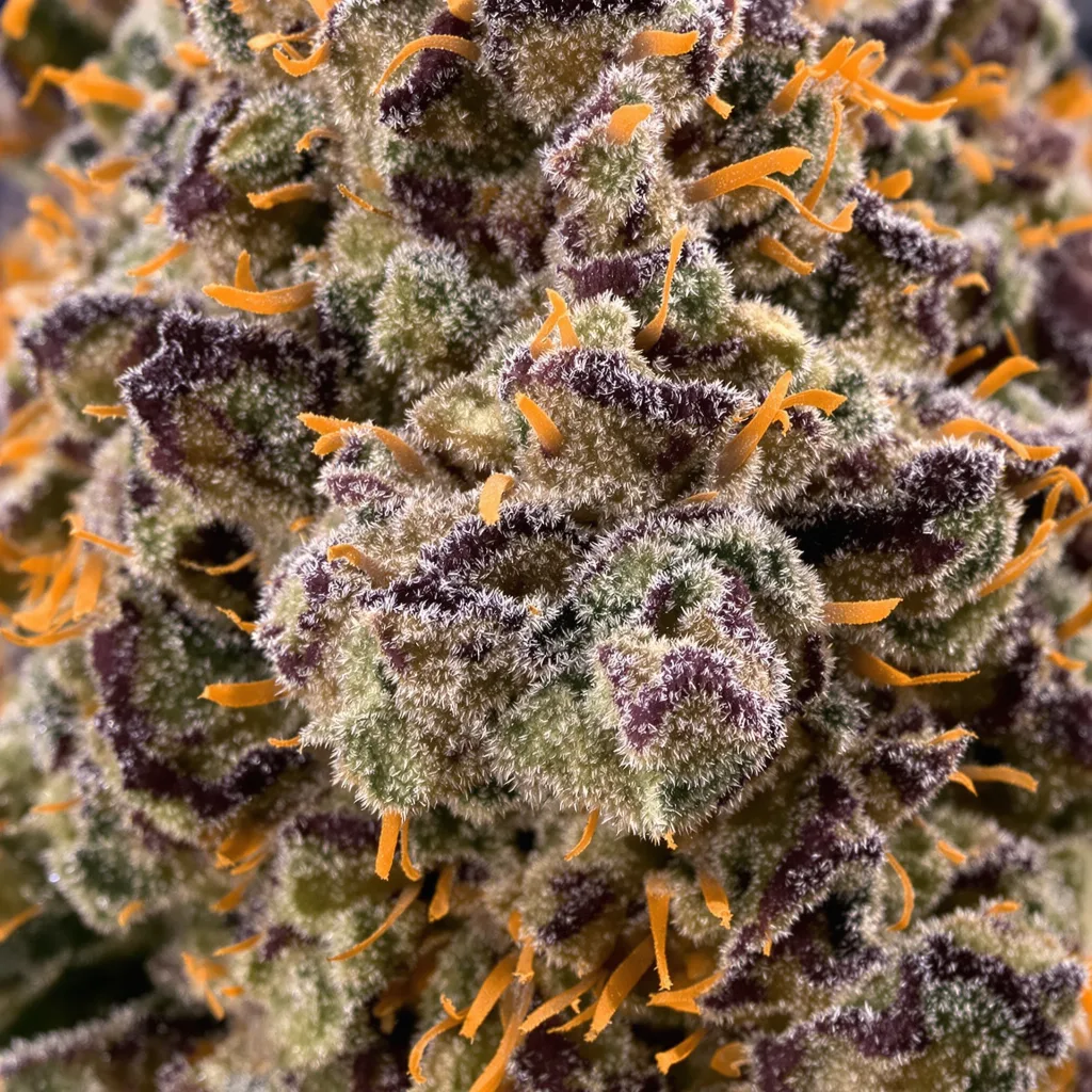 Primer plano de cogollo de cannabis Jawa Pie mostrando cálices densos con tonos morados
