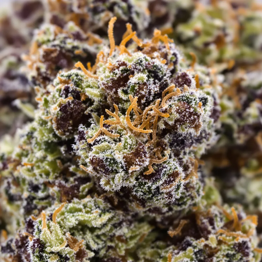 Primer plano de cogollo de cannabis Jawa Pie mostrando cálices densos con tonos morados