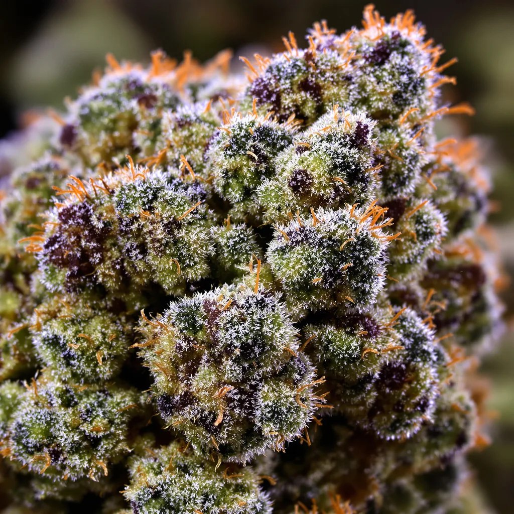 Primer plano de cogollo de cannabis Jean Guy mostrando estructura abierta con pistilos naranjas