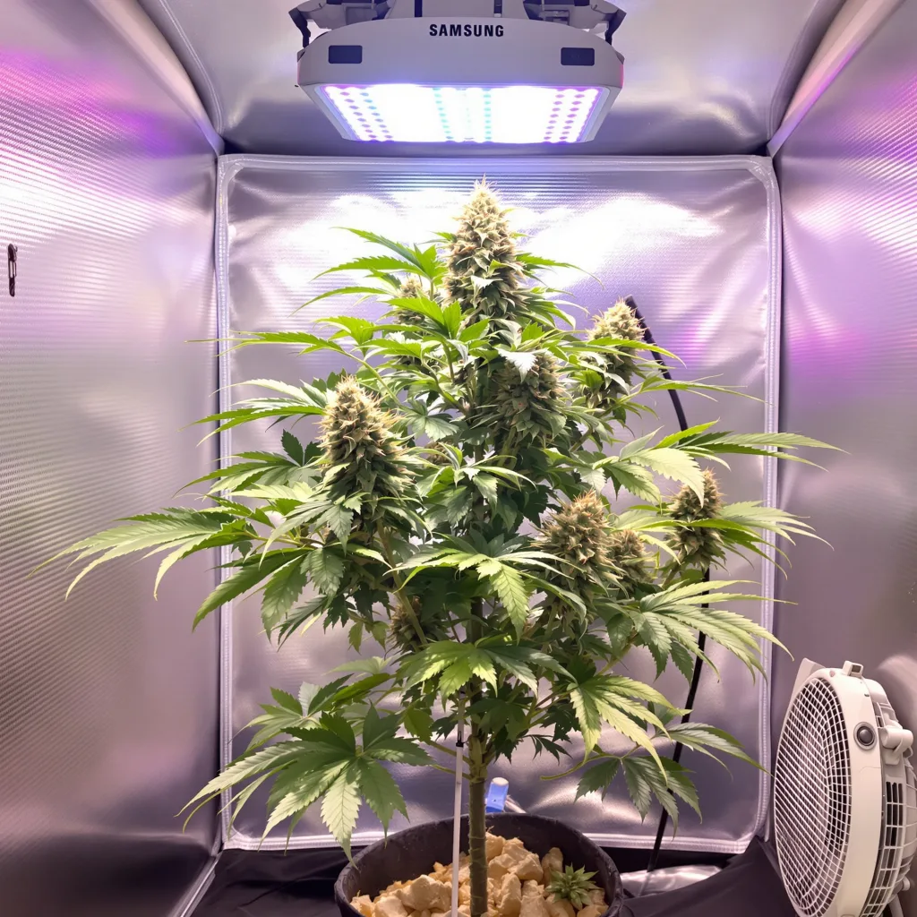 Planta de cannabis Jedi Kush en fase de floración — 60-100 cm autofloración