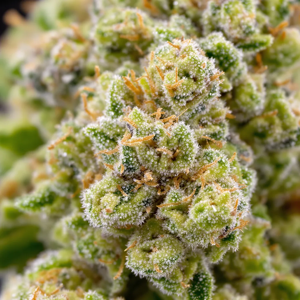 Primer plano de cogollo de cannabis Jesus OG mostrando estructura aireada verde lima
