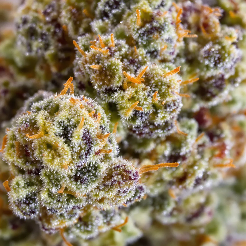 Primer plano de cogollo de cannabis Juicy Fruit mostrando estructura abierta con pistilos naranjas