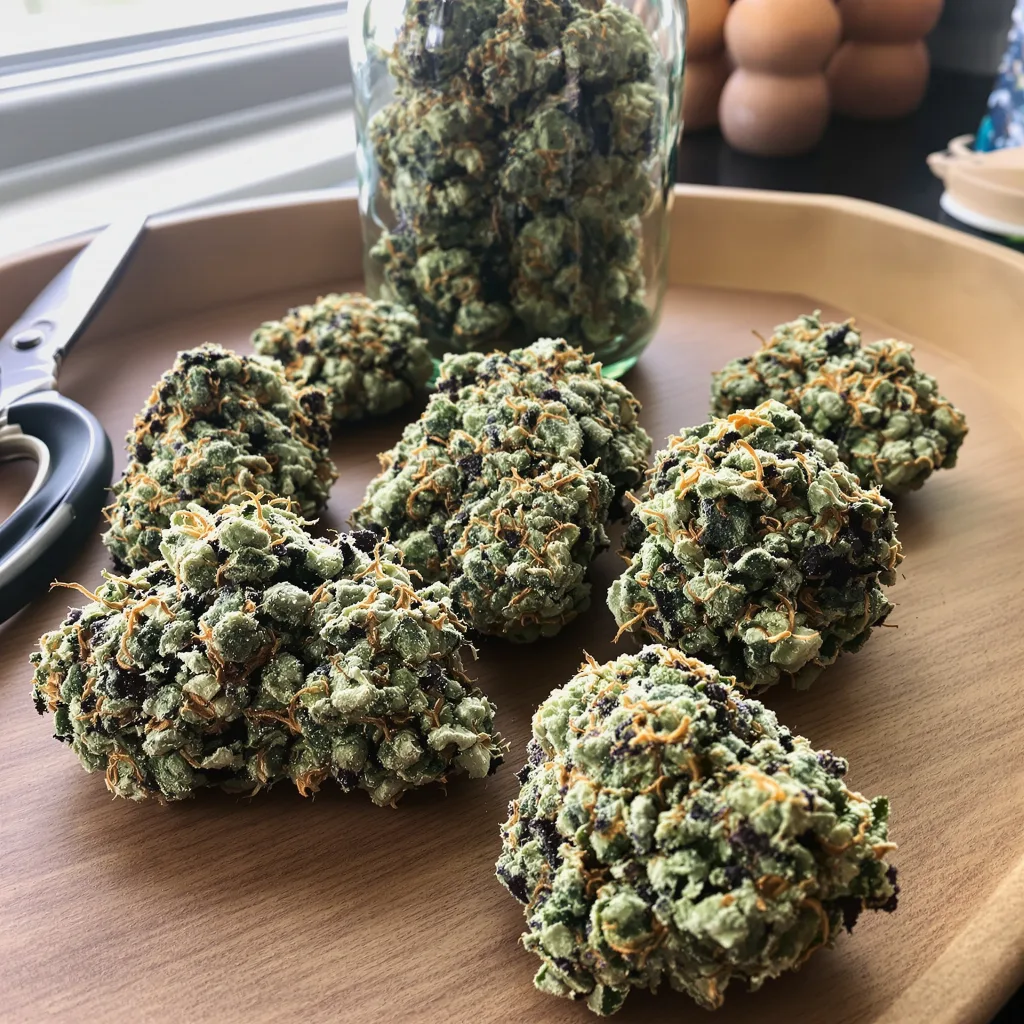 Jungle Lava 63% indica / 37% sativa — flor con tricomas visibles