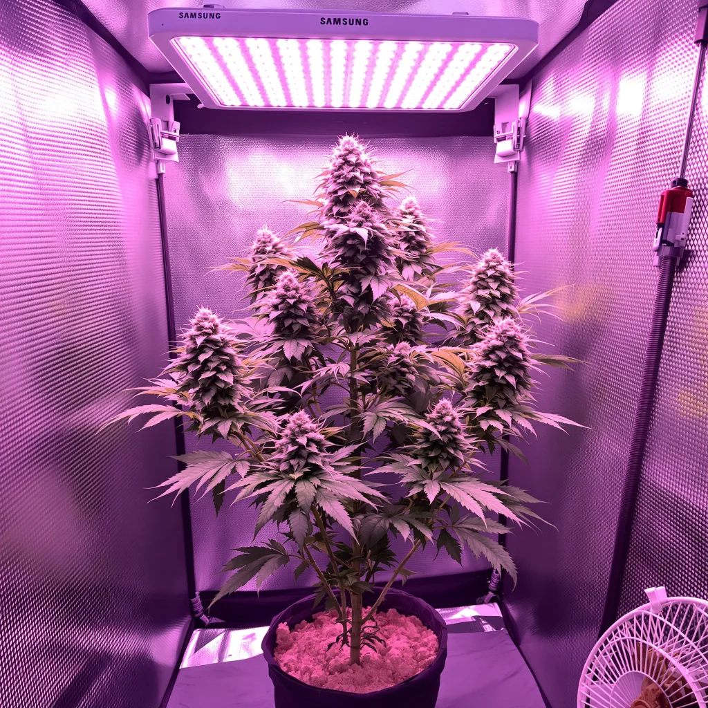 Planta de cannabis Jungle Lava en fase de floración — 120-180 cm feminizada
