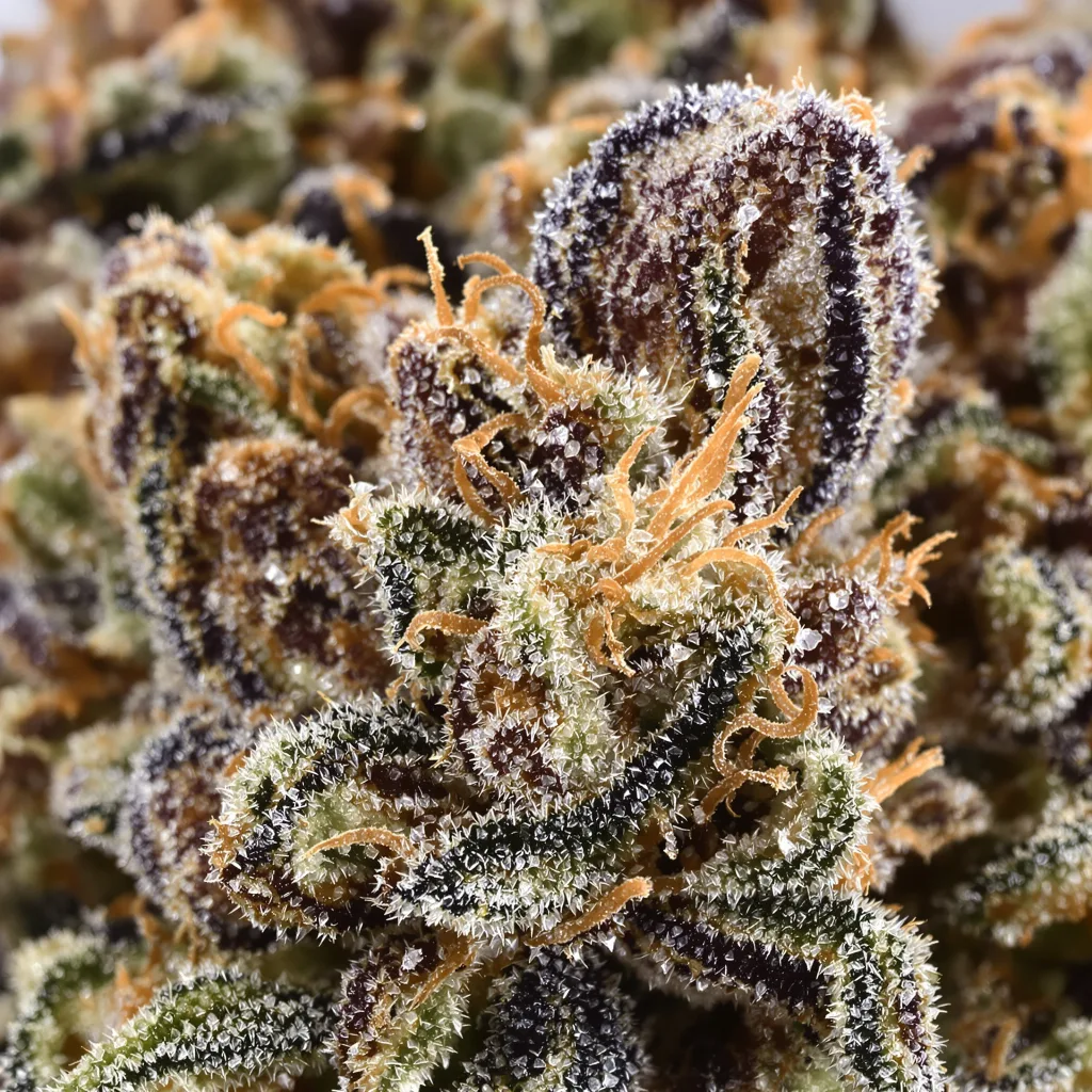 Primer plano de cogollo de cannabis Jupiter OG mostrando cálices densos con tonos morados