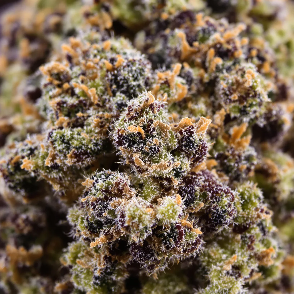 Primer plano de cogollo de cannabis K-Train mostrando cálices densos con tonos morados