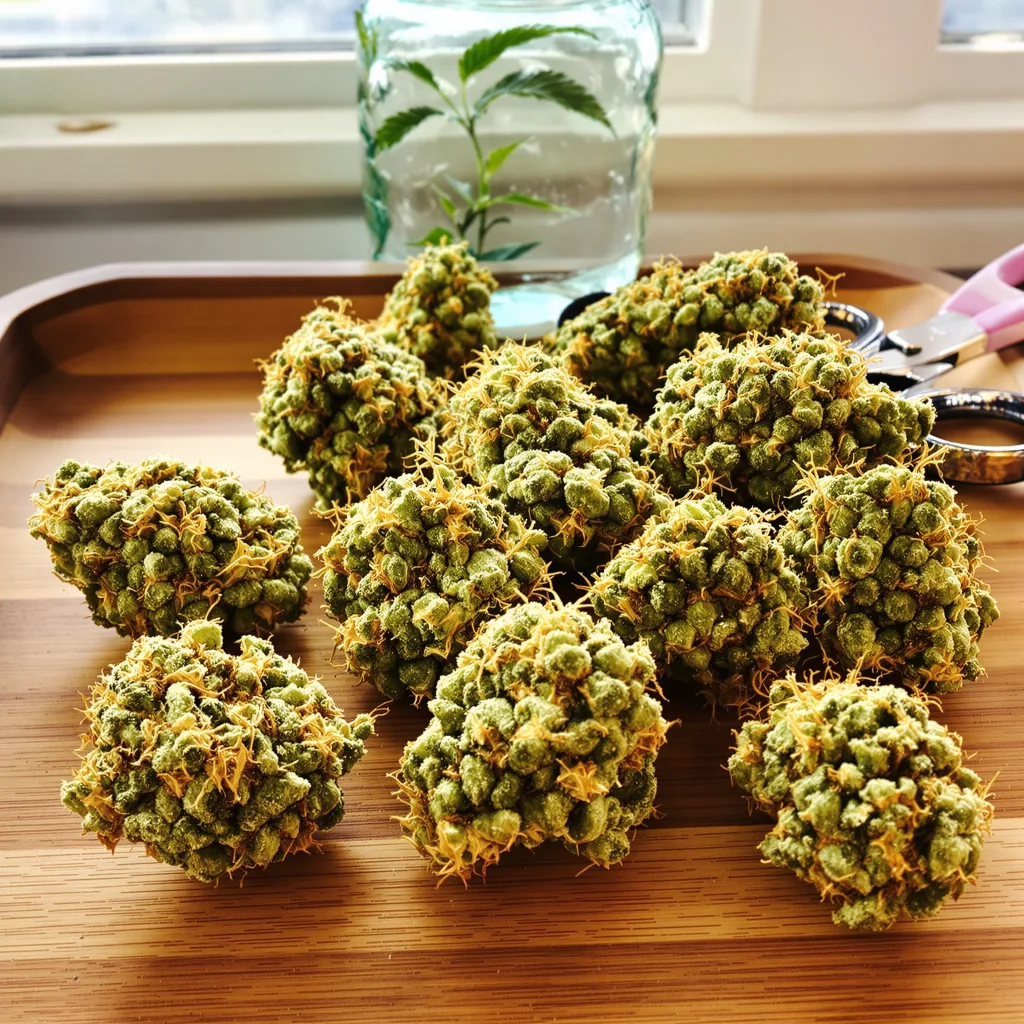 Kahuna 14% indica / 86% sativa — flor con tricomas visibles