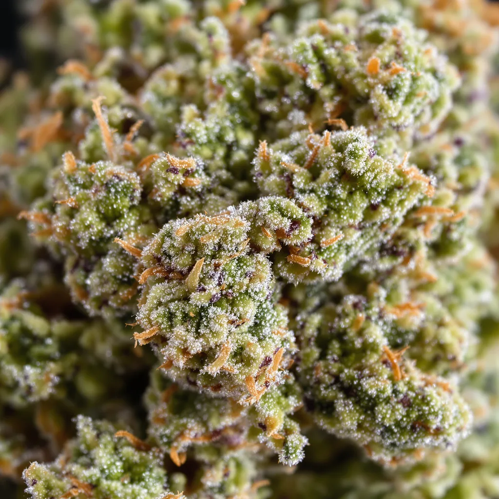 Primer plano de cogollo de cannabis Kandy Kush mostrando estructura equilibrada con tricomas escarchados
