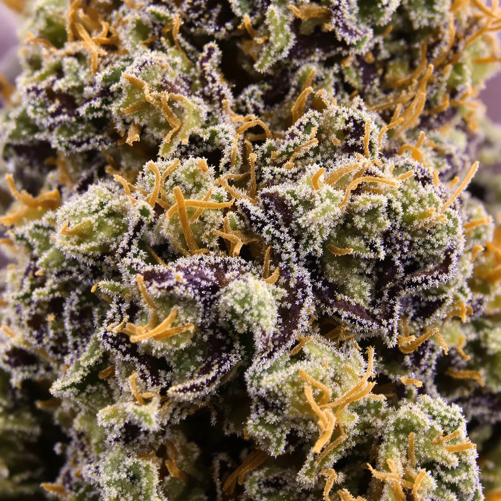 Primer plano de cogollo de cannabis Katsu Bubba Kush mostrando cálices densos con tonos morados
