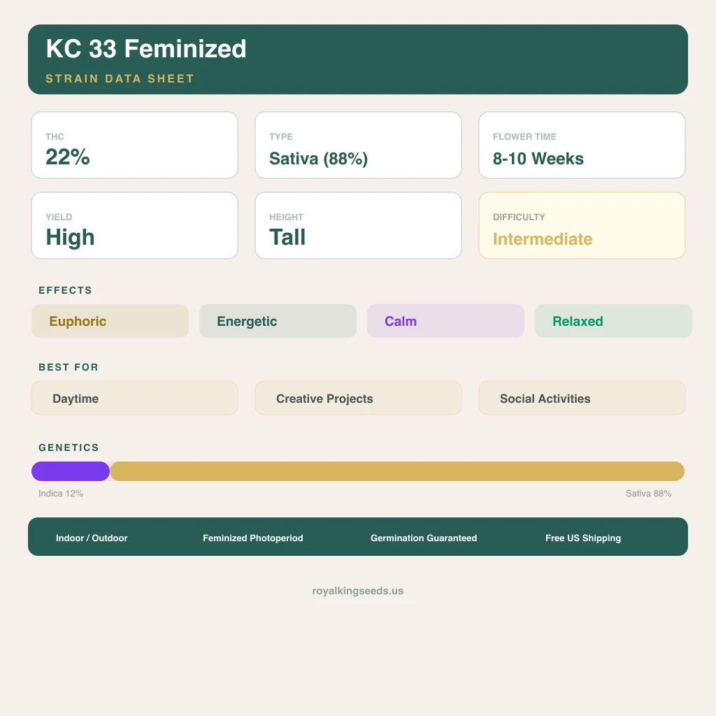 KC 33 12% indica / 88% sativa — flor con tricomas visibles