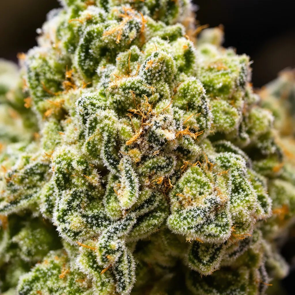 Primer plano de cogollo de cannabis Key Lime Pie mostrando estructura aireada verde lima
