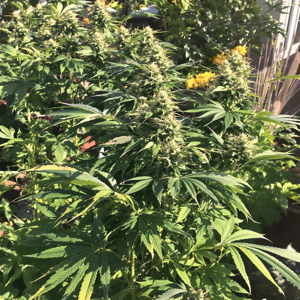 Khalifa Kush 75% indica / 25% sativa — flor con tricomas visibles