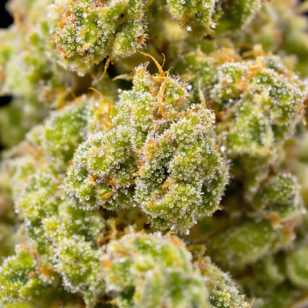 Primer plano de cogollo de cannabis Kilimanjaro mostrando estructura aireada verde lima