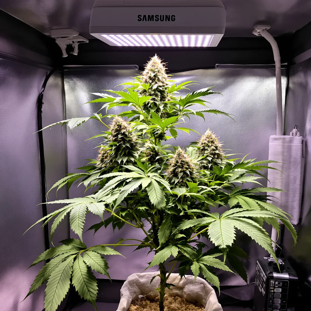Planta de cannabis Killer en fase de floración — 90-130 cm feminizada