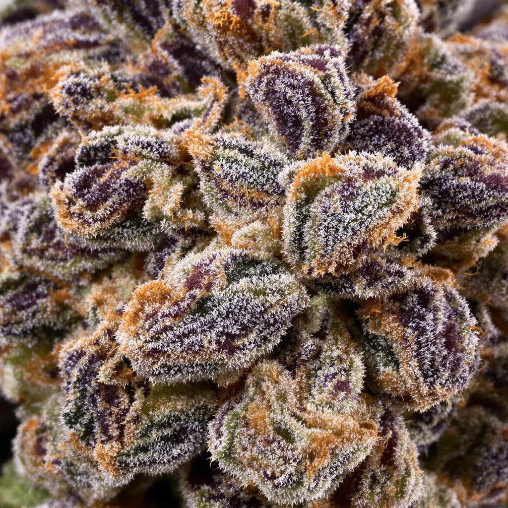 Primer plano de cogollo de cannabis Killer Grape mostrando cálices densos con tonos morados