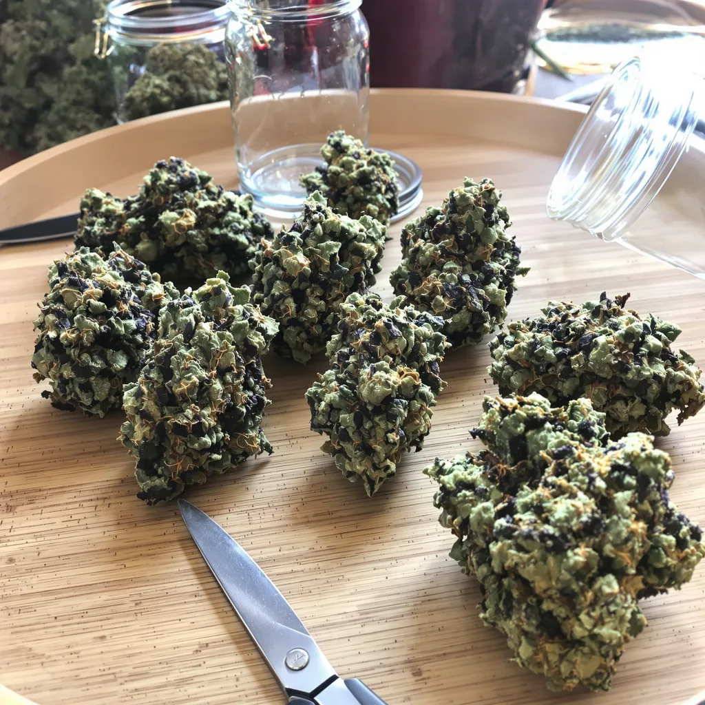 King Kong 80% indica / 20% sativa — flor con tricomas visibles