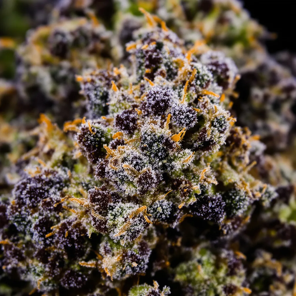 Primer plano de cogollo de cannabis King Kong mostrando cálices densos con tonos morados