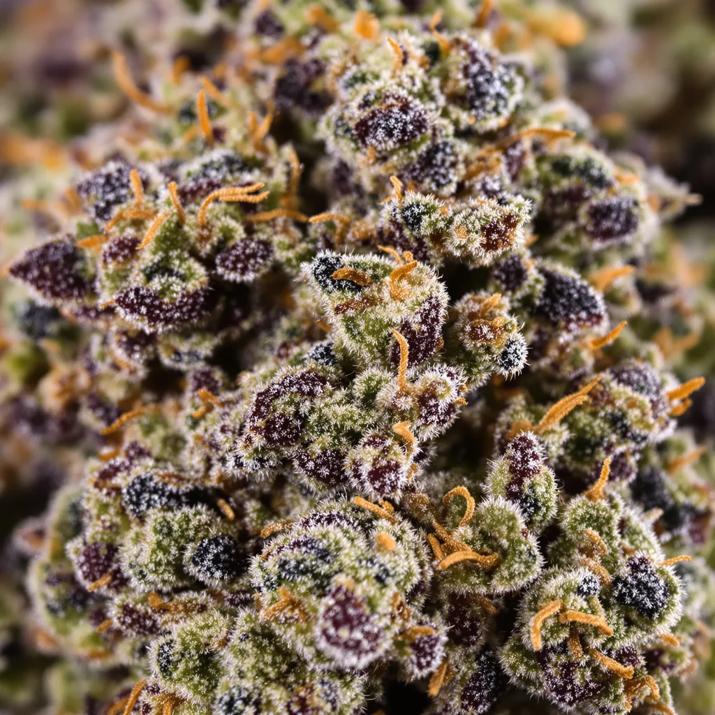 Primer plano de cogollo de cannabis King’s Kush mostrando cálices densos con tonos morados