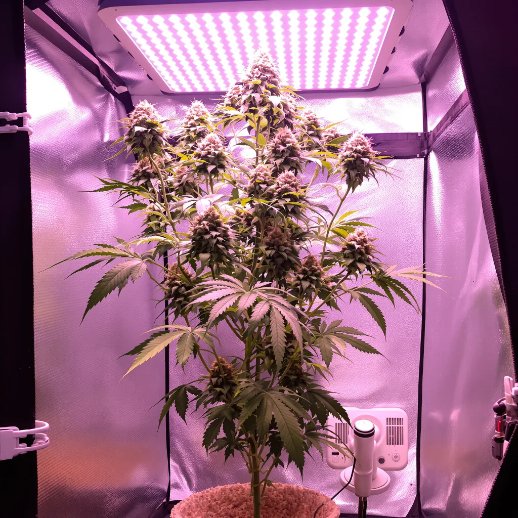 Planta de cannabis Kiss en fase de floración — 120-180 cm feminizada