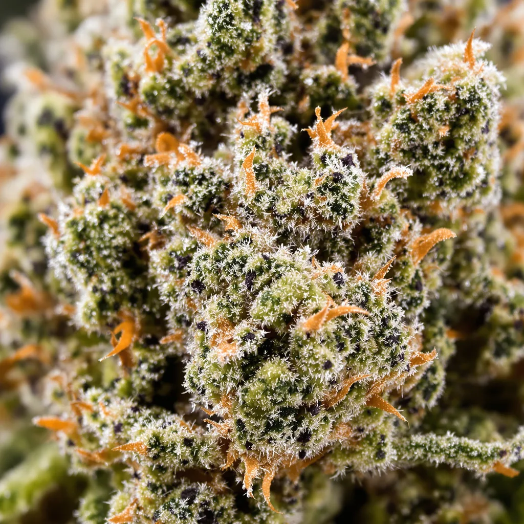 Primer plano de cogollo de cannabis Kiss mostrando estructura equilibrada con tricomas escarchados