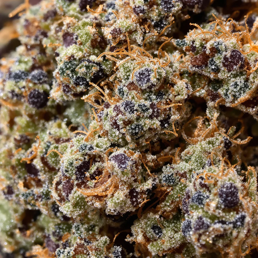 Primer plano de cogollo de cannabis Kong mostrando cálices densos con tonos morados