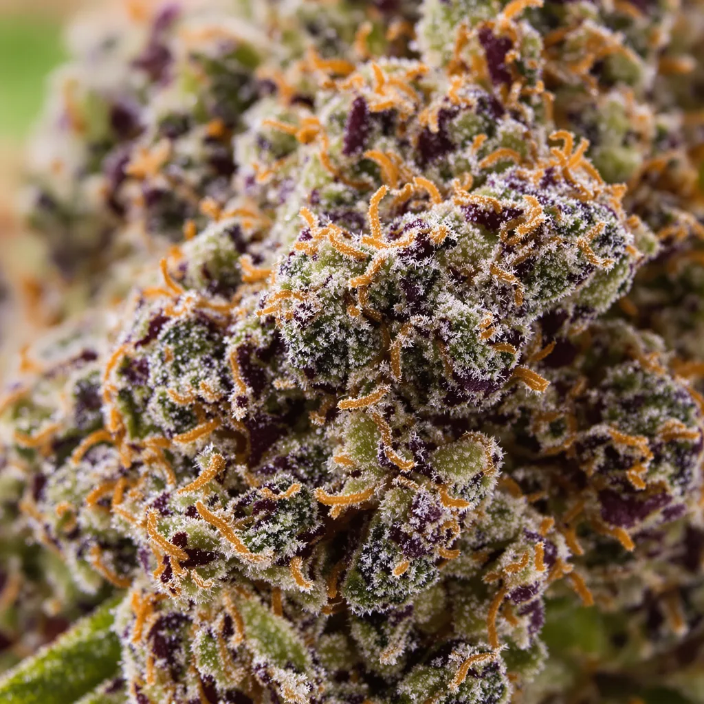 Primer plano de cogollo de cannabis Krishna Kush mostrando cálices densos con tonos morados