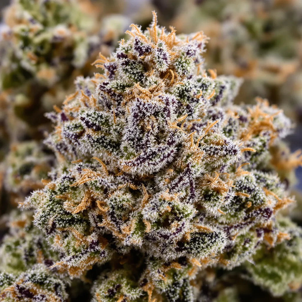 Primer plano de cogollo de cannabis Kush Cake mostrando cálices densos con tonos morados